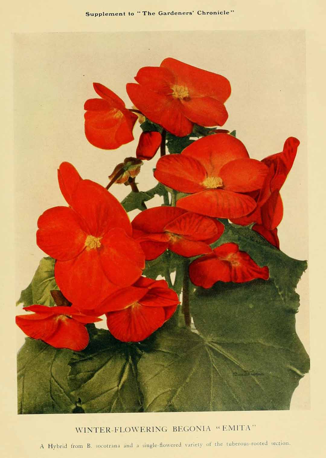 B. ‘Emita’